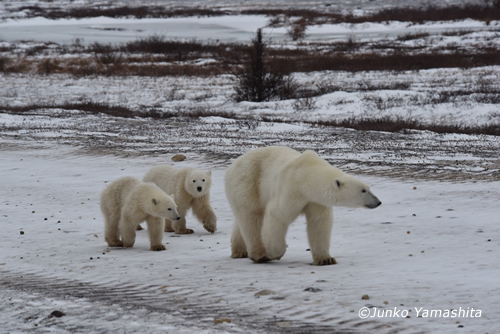 Polarbear2015NOV